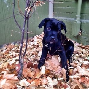 Meet your Posher, Liam